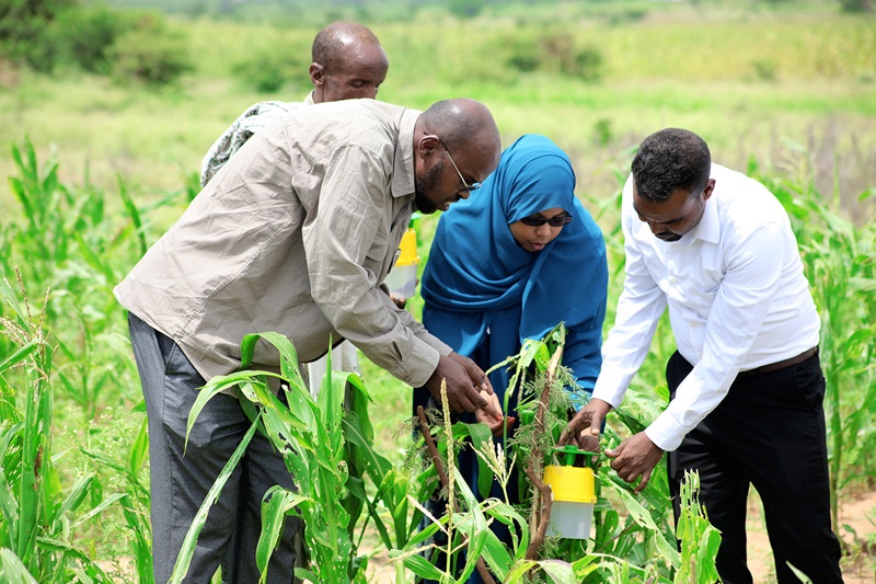 The Importance of Plant Health in Agriculture: Challenges, Innovations, and the Path Forward